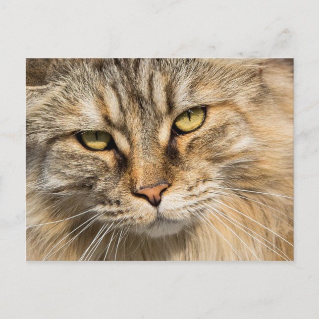 Norwegian Forest Cat Postcard (Front)