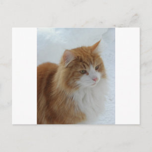 Norwegian_Forest_Cat Postcard