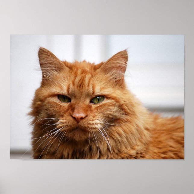 Norwegian Forest Cat Poster (Front)
