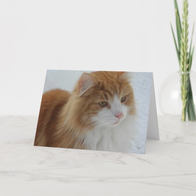 Norwegian_Forest_Cat Program (Front)