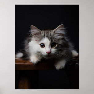 Norwegian Forest Kitten Poster