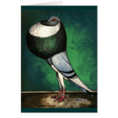 Norwich Cropper Blue Pied (Front)