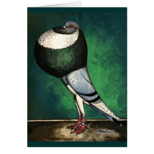 Norwich Cropper Blue Pied (Front)