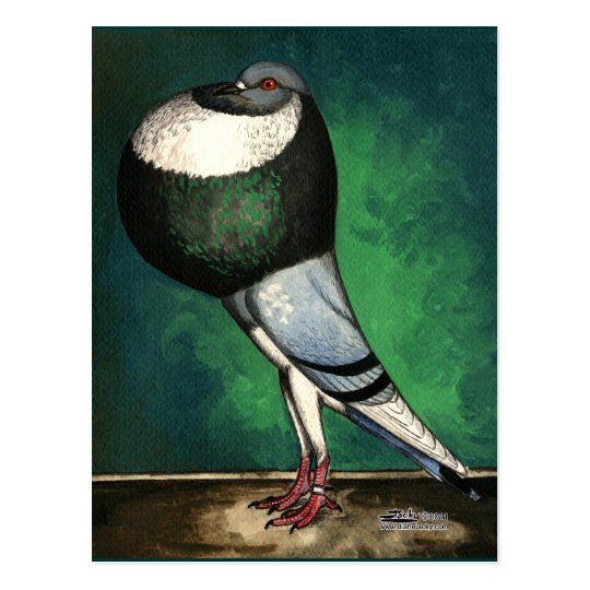 Norwich Cropper Blue Pied Postcard