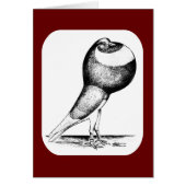 Norwich Cropper Pigeon 1980 (Front)