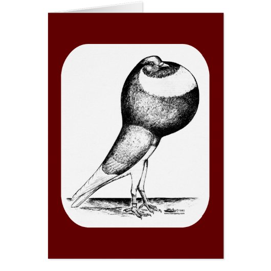 Norwich Cropper Pigeon 1980 (Front)