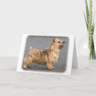 Norwich Terrier Card