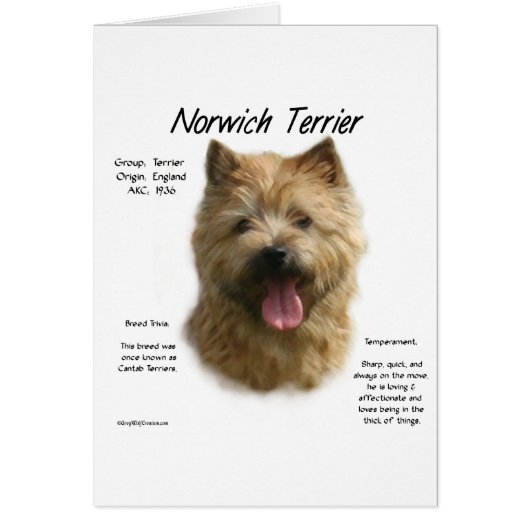 Norwich Terrier History Design Cards (Front)