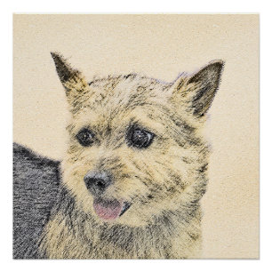 Norwich Terrier Painting - Cute Original Dog Art Poster
