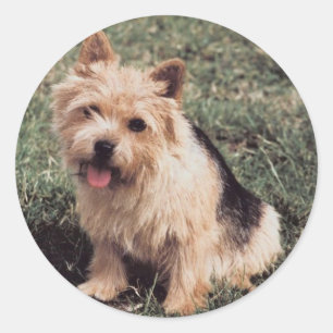 Norwich Terrier Sticker