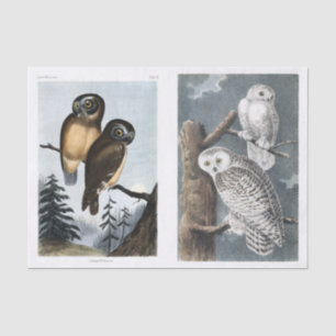 NOS Vintage Antique Stunning Owl Illustrations Tissue Paper