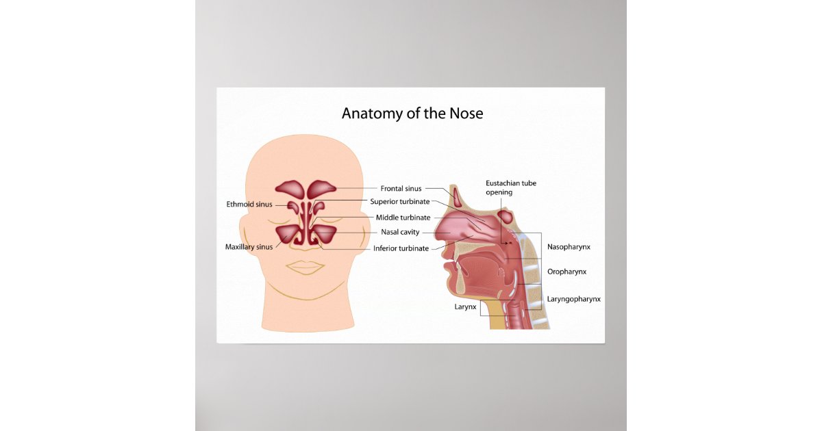 Nose anatomy labeled poster | Zazzle