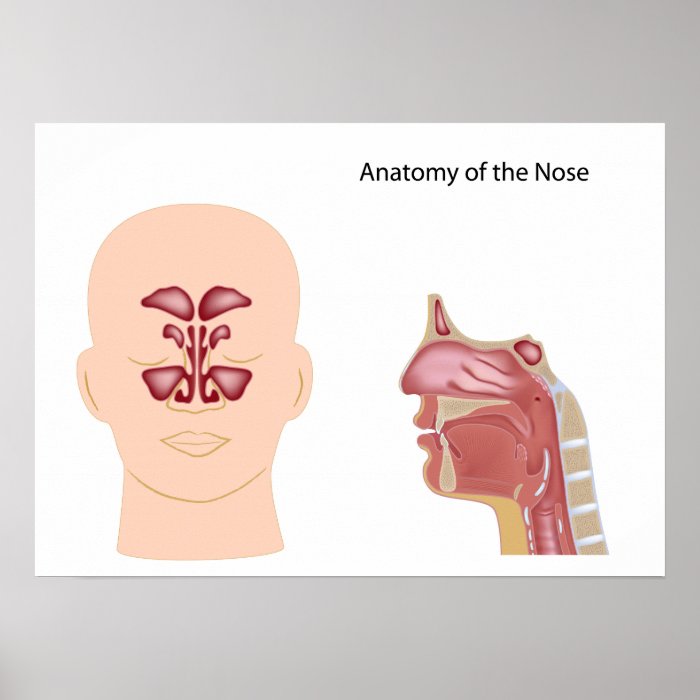 Nose anatomy Poster