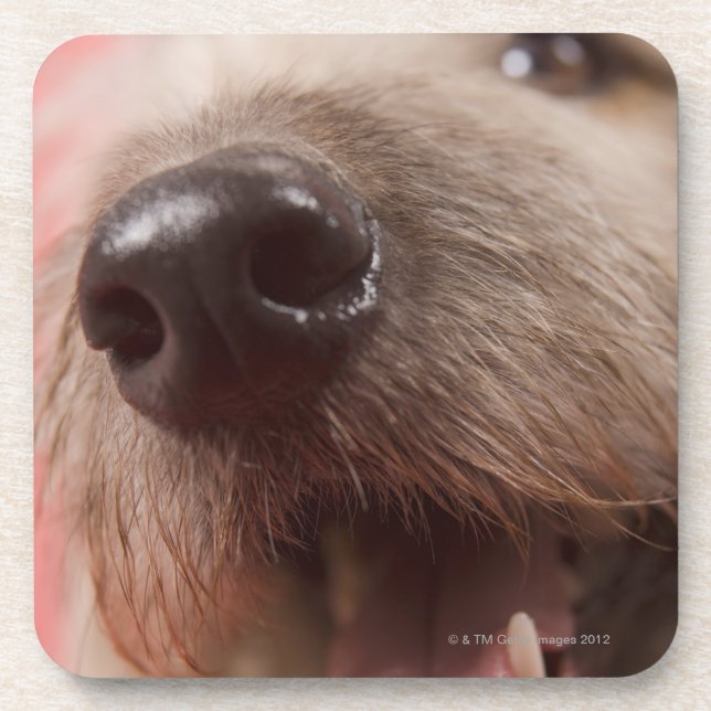 Nose of dog drink coaster (Front)