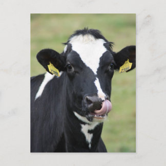 Nose picking holstein cow postcard