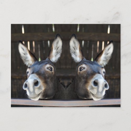 Nosey donkey mirrored postcard