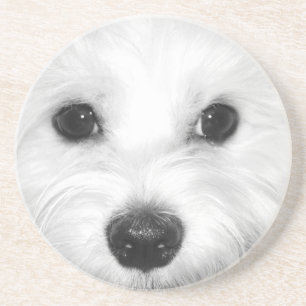 Nosey Maltese Discover the World Through His Nose Coaster