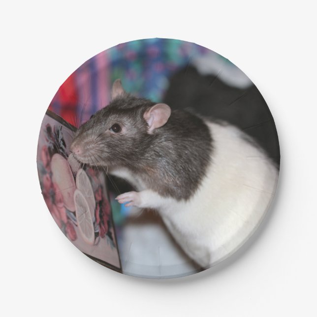 Nosey Paper Plates (Front)