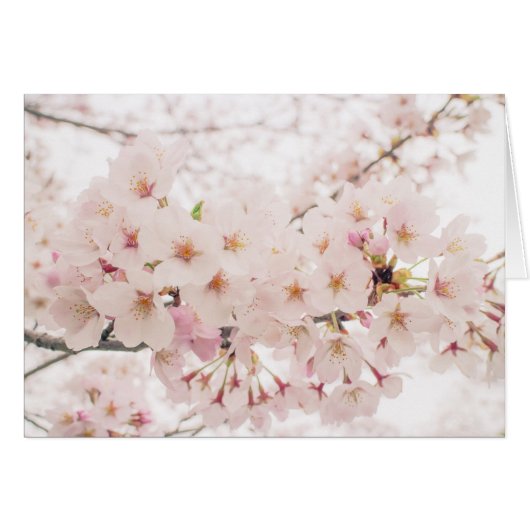 nostalgic sakura cards (Front Horizontal)