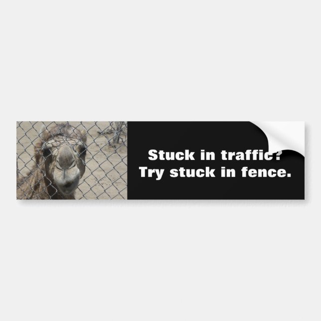 Nosy camel bumper sticker (Front)