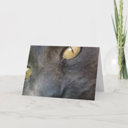 Nosy Cat Birthday Card