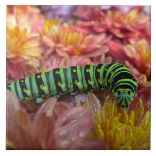 Nosy Caterpillar Tile Trivet
