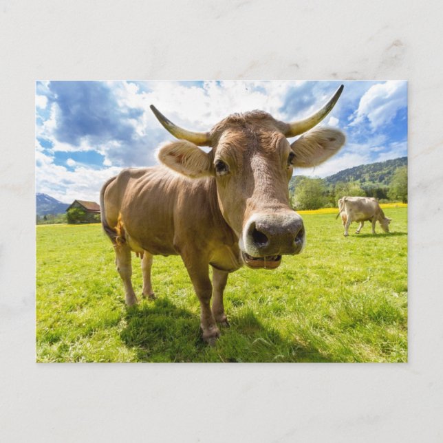 Nosy cow grazing postcard (Front)