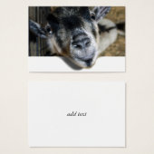 Nosy Goat Looking Out (Front & Back)