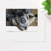 Nosy Goat Looking Out (Desk)