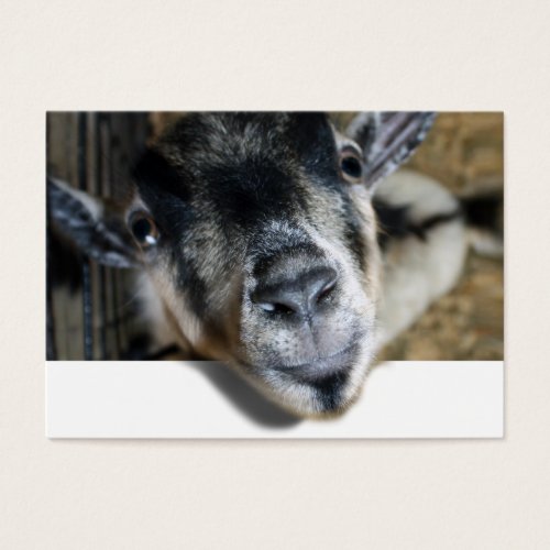 Nosy Goat Looking Out Business Card Template