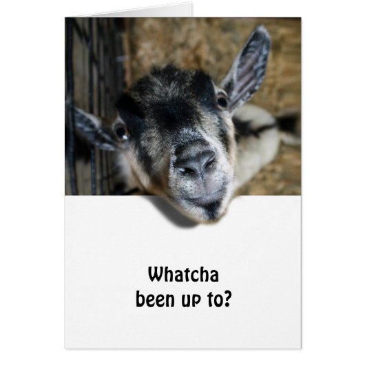 Nosy Goat Looking Up Cards (Front)