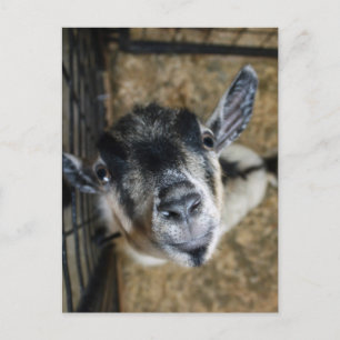 Nosy Goat Looking Up Postcard