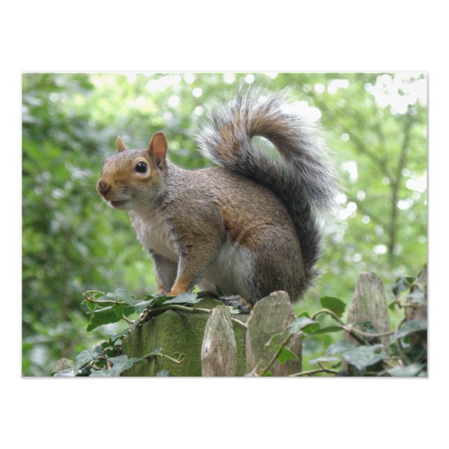 Nosy Gray Squirrel Photo Print (Front)