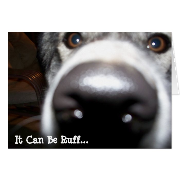 Nosy Husky Dog Nose, It Can Be RuffGreeting Card