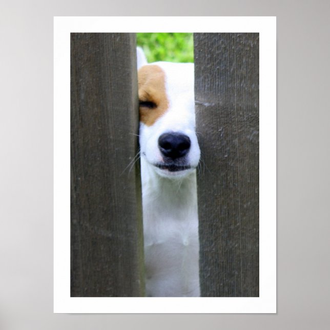 Nosy Neighbor - Jack Russell Terrier Poster (Front)