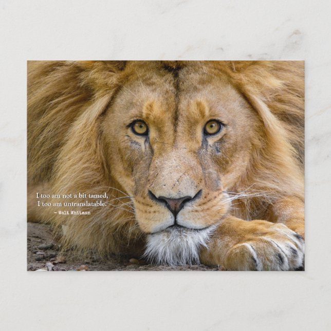 Not a Bit Tamed - Motivational Quote + Your Photo Postcard (Front)