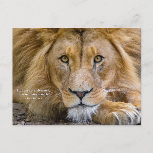 Not a Bit Tamed - Motivational Quote + Your Photo Postcard (Front)