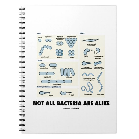 Not All Bacteria Are Alike Bacterial Morphology Notebook