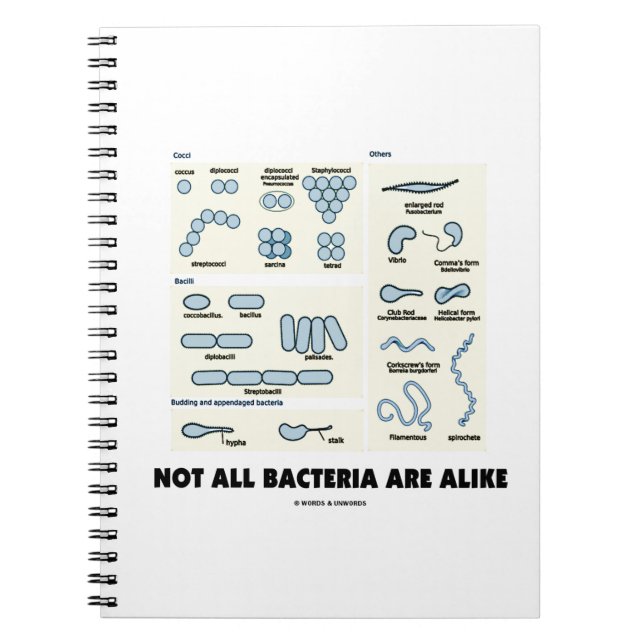 Not All Bacteria Are Alike Bacterial Morphology Notebook (Front)