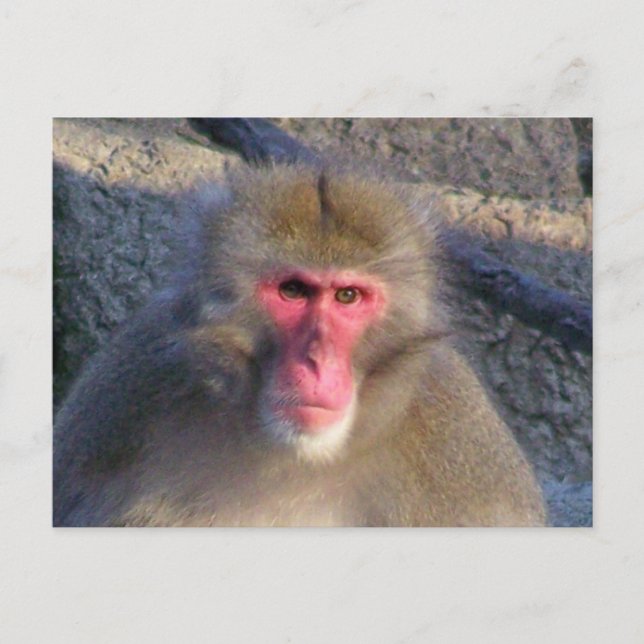 Not Amused Postcard (Front)