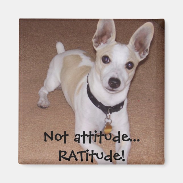 Not attitude... RATitude! Magnet (Front)
