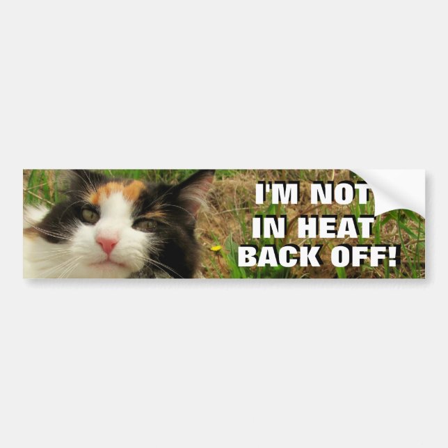 Not In Heat, Back Off Calico Cat Meme Bumper Sticker (Front)