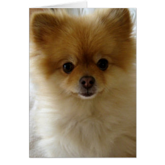 Not Just Puppy Love Cards