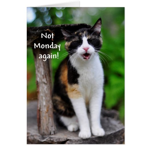 "Not Monday Again!" Humorous Calico Cat Card (Front)