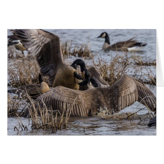 Not Wanted Here Cards (Front Horizontal)