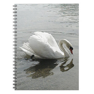 Note book white swan, reflecting in the grey water