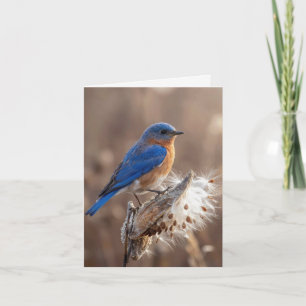 Note Card Bluebird on a Milkweed Pod