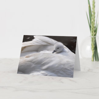 Note Card: Cute Cygnet on Swan's Back Card