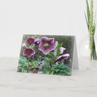 Note Card: Helibores Card