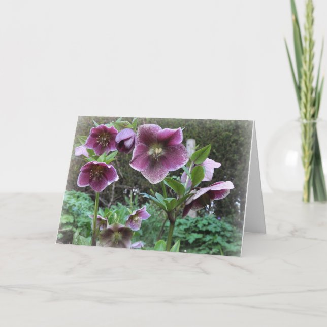 Note Card: Helibores Card (Front)